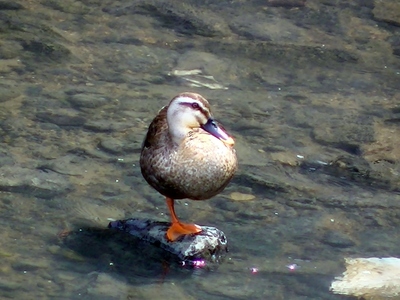 琵琶湖の鴨