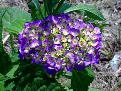 紫陽花