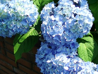 紫陽花