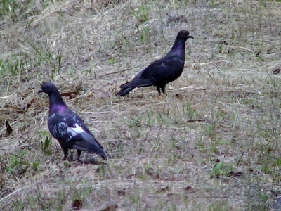 鳩