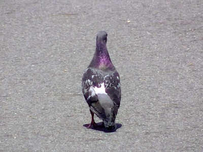 鳩