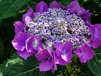 紫陽花