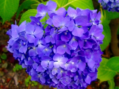 紫陽花