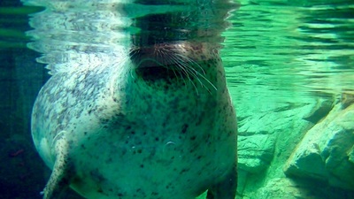 京都水族館