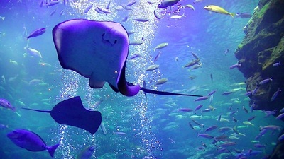 京都水族館