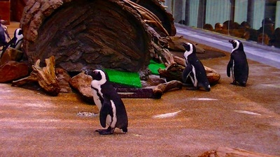 京都水族館