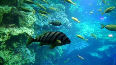 京都水族館