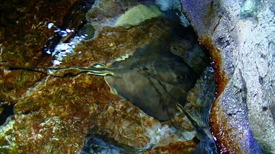 京都水族館
