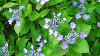 紫陽花