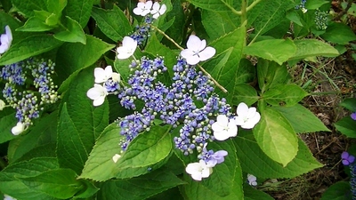 紫陽花