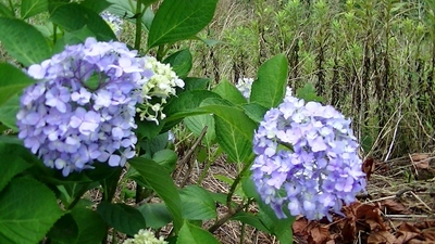 紫陽花