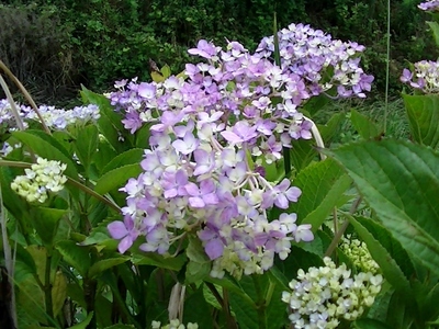 紫陽花