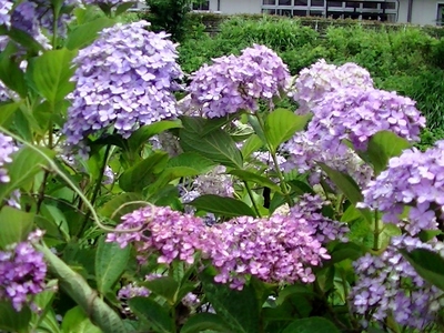 紫陽花