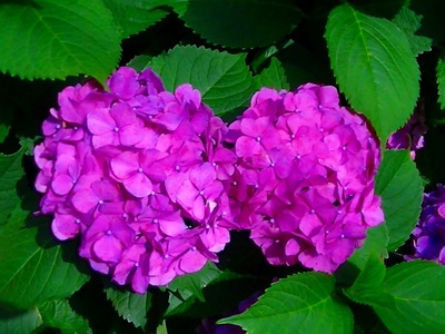 紫陽花