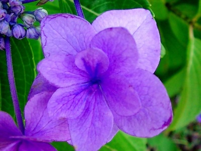 紫陽花