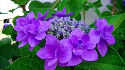 紫陽花む