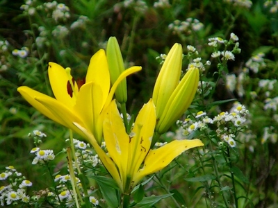 百合