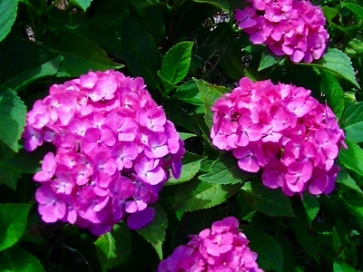 紫陽花