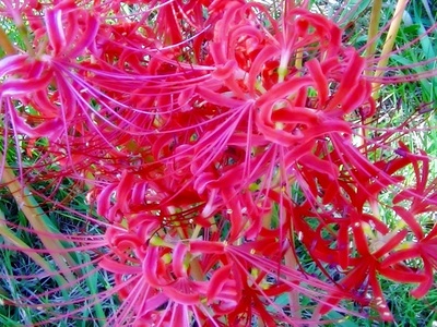 彼岸花