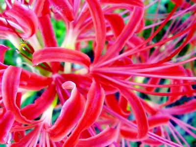彼岸花