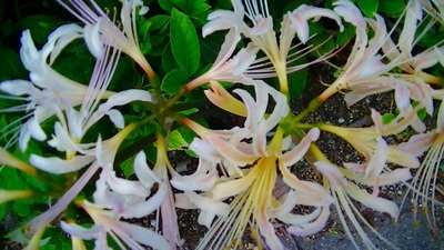 彼岸花